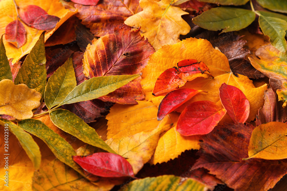Bright autumn leaves. Red, yellow, green leaves. Wooden background. Close up.