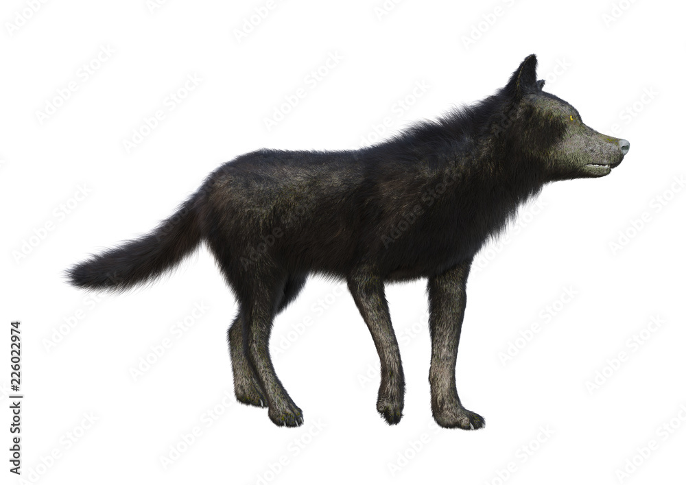 3D Rendering Black Wolf on White 3D Rendering Black Wolf on White