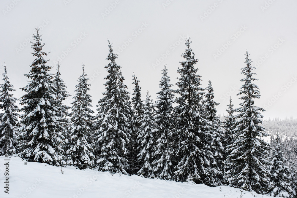 Winter forest covered with snow Winter forest covered with snow