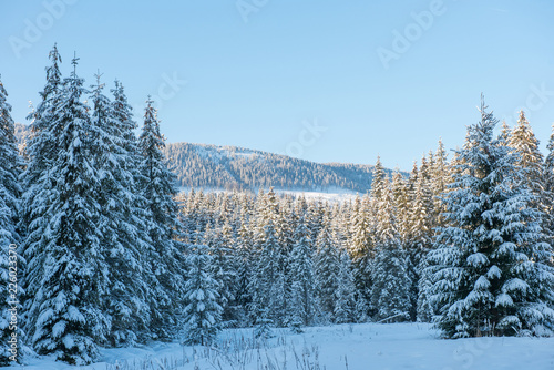 Winter forest covered with snow © salajean