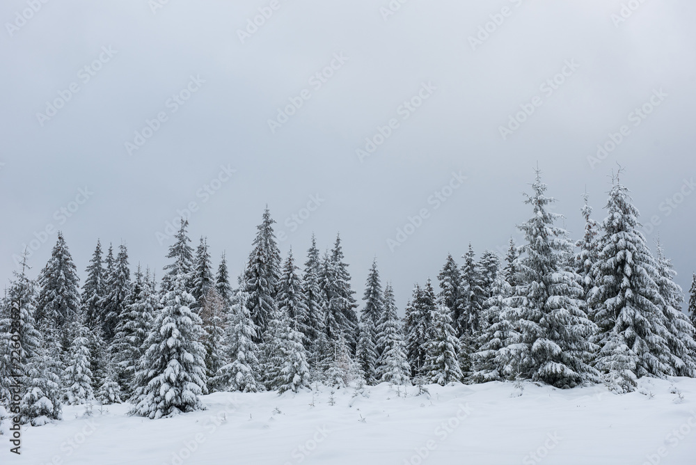 Winter forest covered with snow Winter forest covered with snow