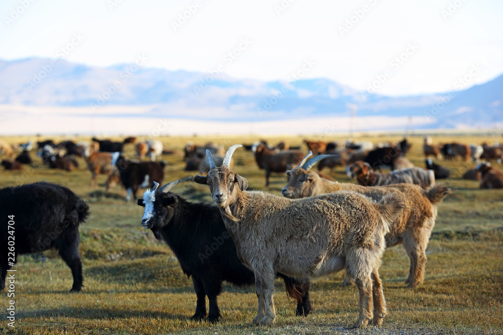 Obraz premium Herd of goats and sheeps in meadow for agriculture at Mongolian