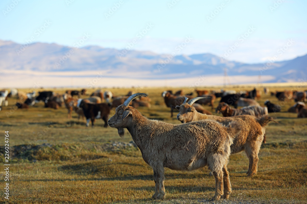 Herd of goats and sheeps in meadow for agriculture at Mongolian