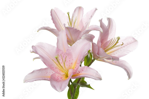 Gently pink lilies isolated on white background.