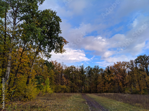 road in the forest