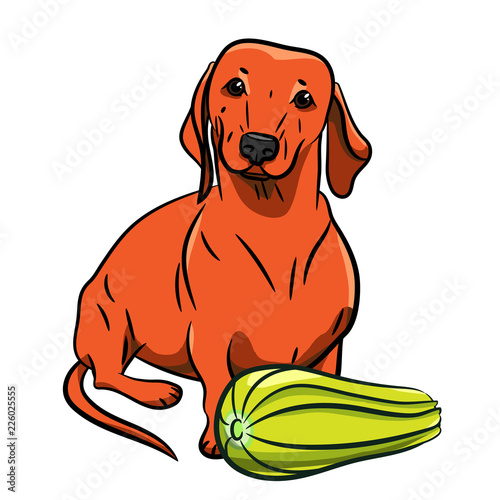 Dog. Dachshund. Hand-drawn Dog. Realistically Painted Dachshund. Transparent Background. Vector Illustration. White Isolated. Print.