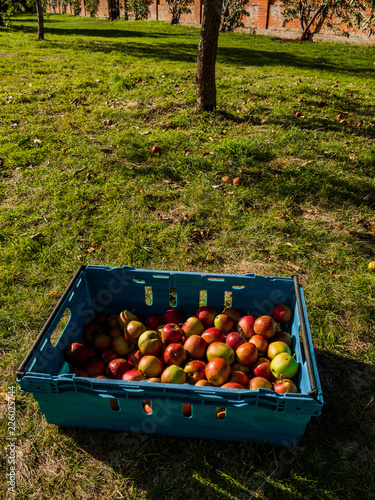 apple orchard in autumn england uk