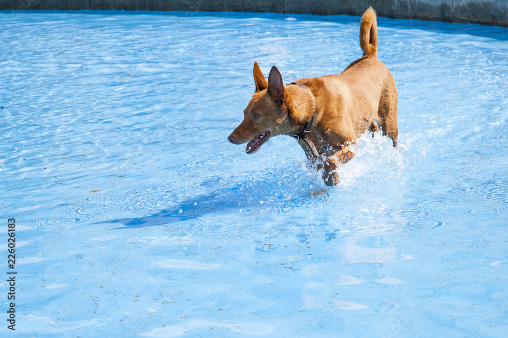perro marrón chapoteando y salpicando agua dentro de una piscina Stock  Photo | Adobe Stock