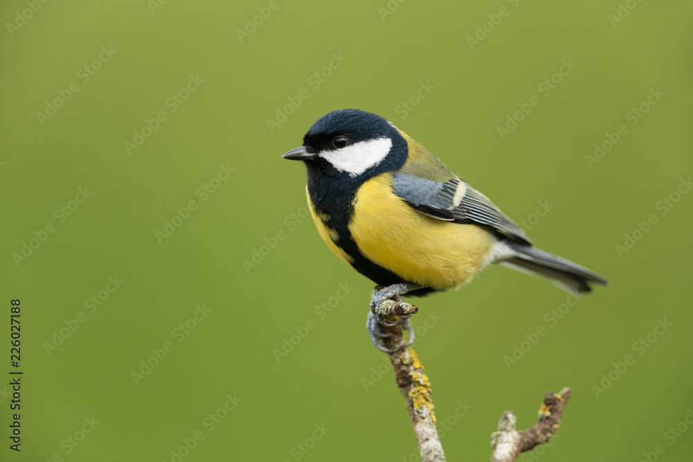 Fototapeta premium Bogatka, Parus major