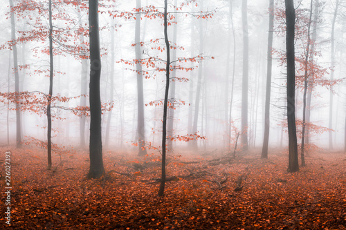 Rotes Herbstlaub und Nebel im Wald