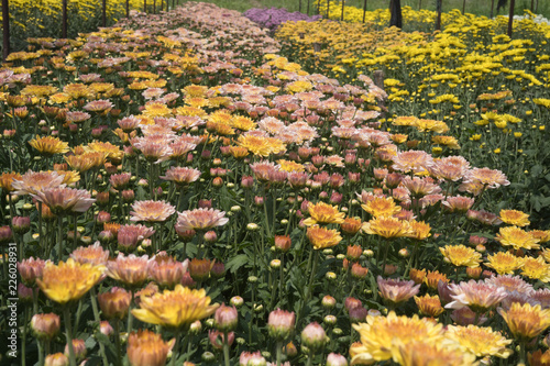 Colorful Chysanthemum flowers bloom in the field 