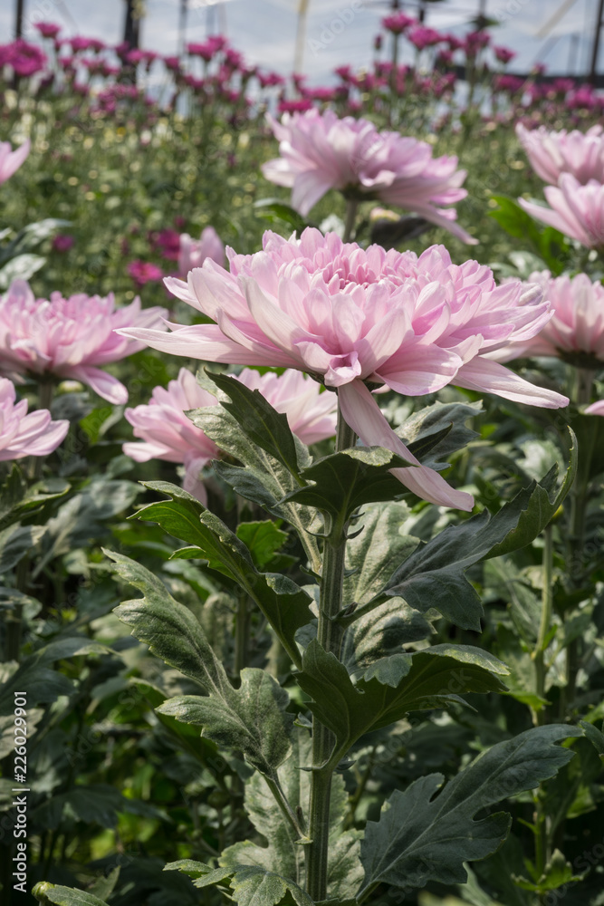 Obraz premium Colorful Chysanthemum flowers bloom in the field 