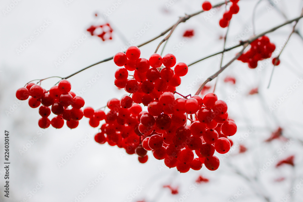 The berries of red viburnum in the fall on the branches without leaves. The berries of red viburnum in the fall on the branches without leaves.