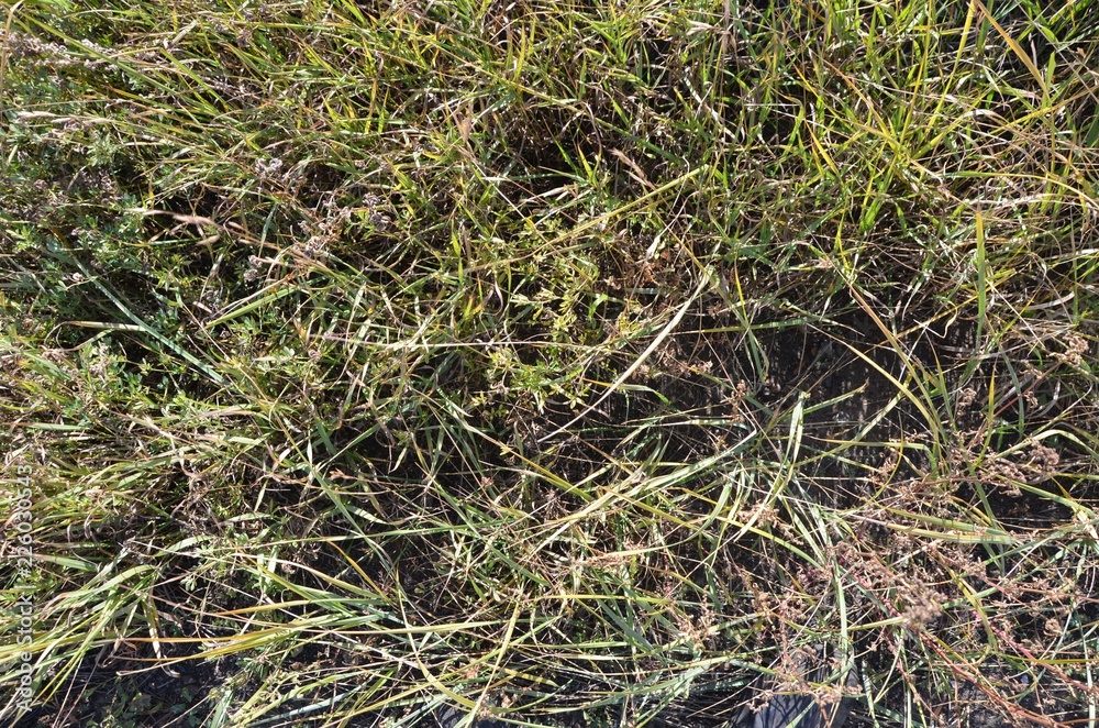 An autumn grass texture An autumn grass texture