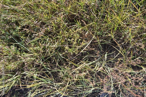 An autumn grass texture