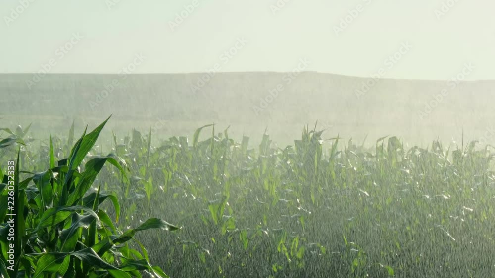 Sprinkler irrigation agricultural countryside rural green field. Detail shot Slow motion