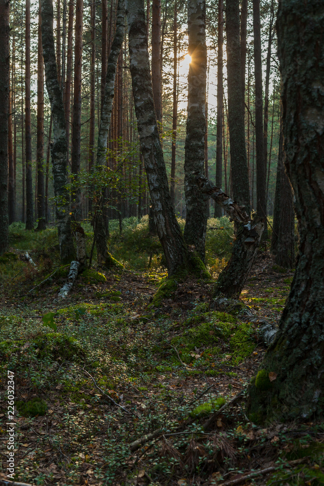 Sunset in the pine forest Sunset in the pine forest