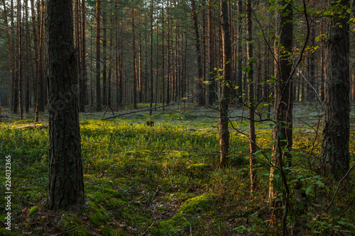 Pine forest and moss