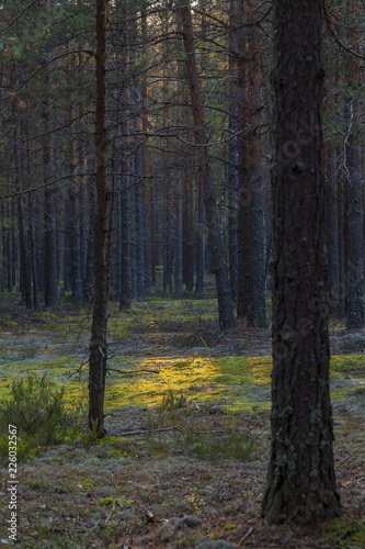 Sunset in the pine forest