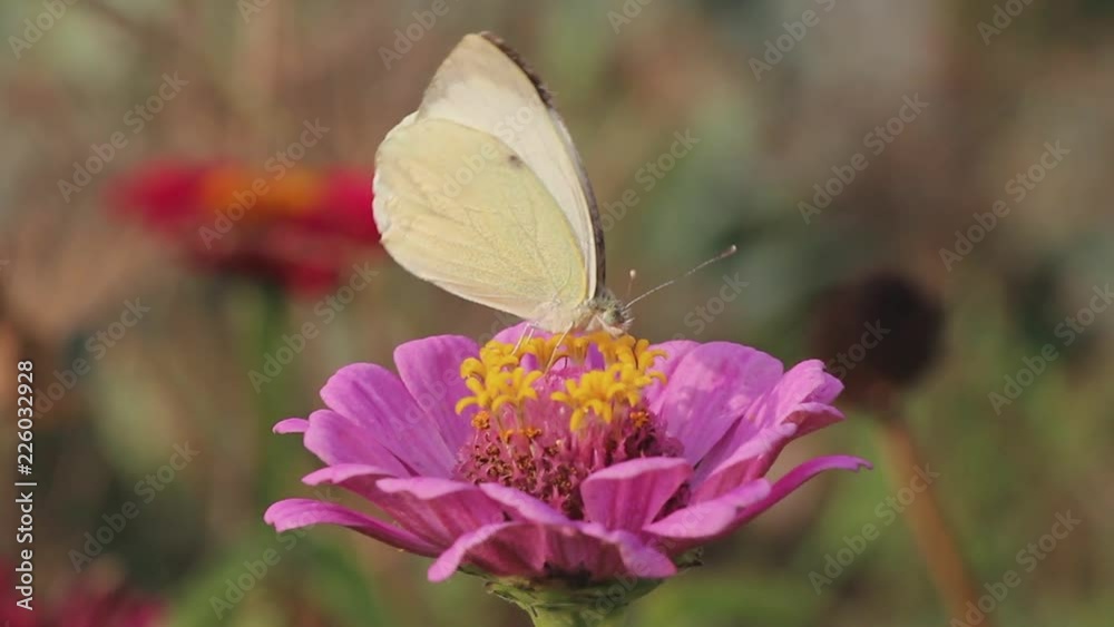 White butterfly collects nectar on pink zinnia flower White butterfly collects nectar on pink zinnia flower