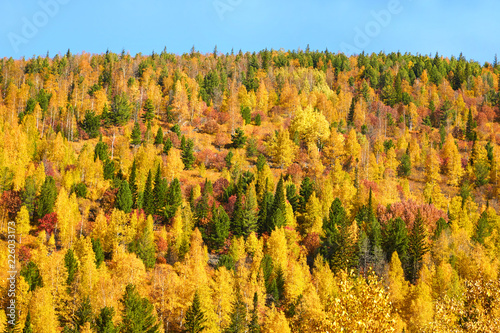Autumn forest in the mountains. Aerial view.