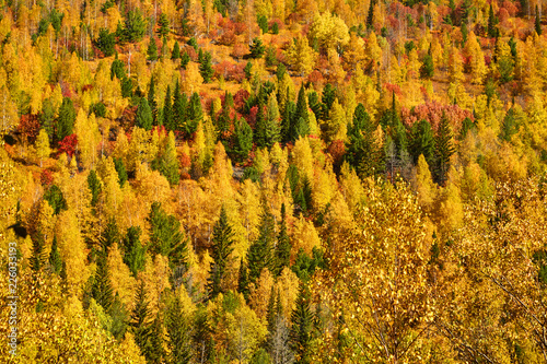 Autumn forest in the mountains. Aerial view.