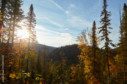 Autumn forest at sunrise in the mountains. Nature background.