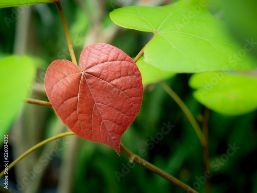 Red Bodhi Tree Hanging