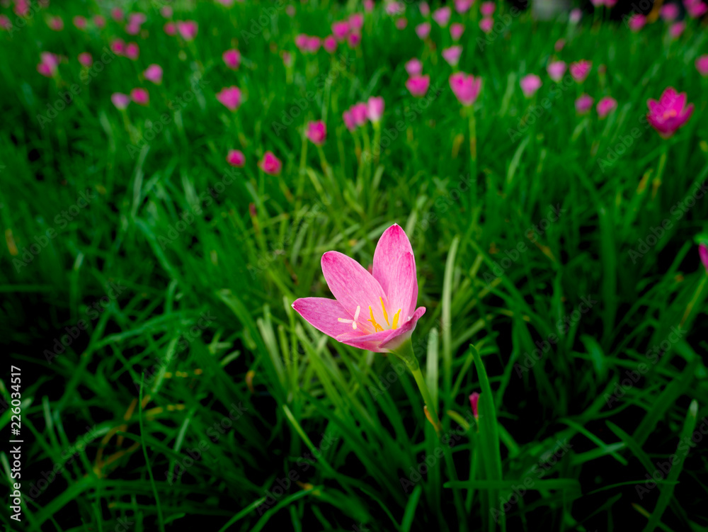 Fototapeta premium Pink fairy Lily Flowers Blooming