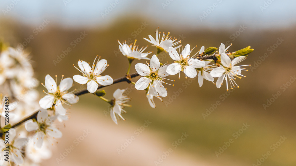 Appleblossom in spring Appleblossom in spring