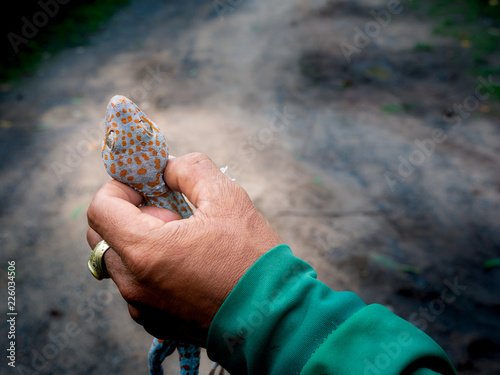 Worker Catched The Gecko photo