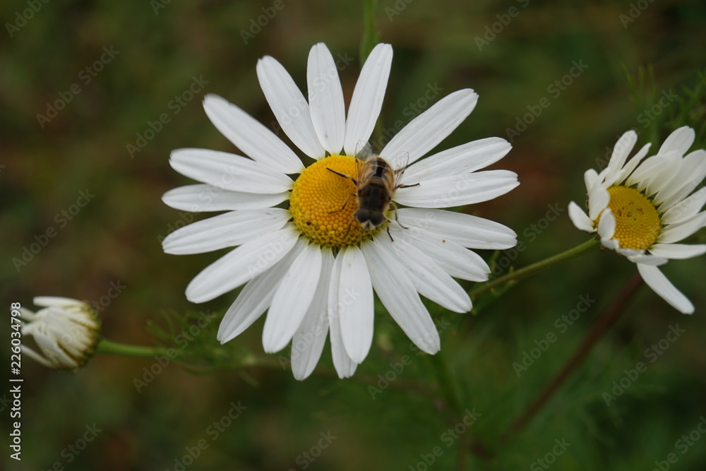 chamomile bee chamomile bee