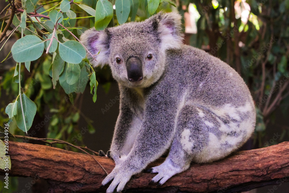 Fototapeta premium Koala