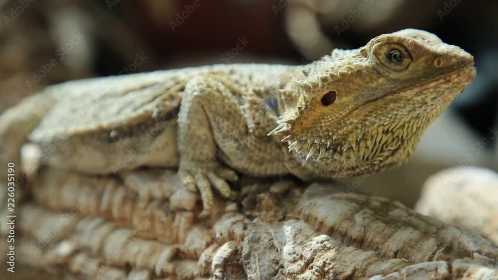 The Pogona Vitticeps also called Dragon bearded for the scales under the neck that swell and darken when it's angry, is a reptile living in Australia in the desertic wildlife. The Pogona Vitticeps also called Dragon bearded for the scales under the neck that swell and darken when it's angry, is a reptile living in Australia in the desertic wildlife.