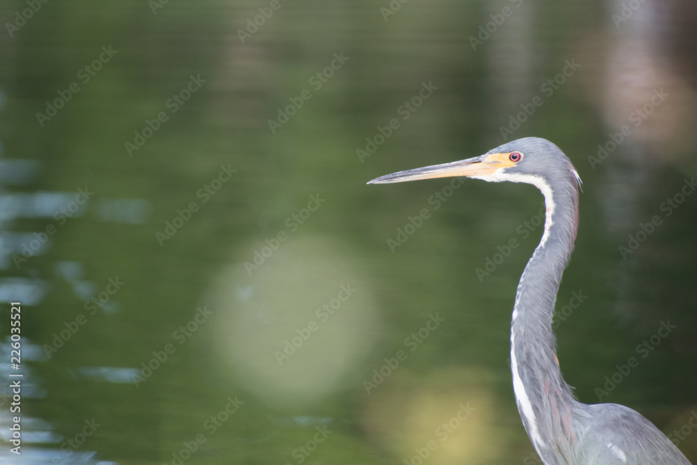 Naklejka premium bird, wildlife, photo, fly, lake, river, water, sea, fly, animal
