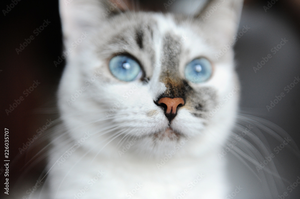 Close-up portrait of blue-eyed white cat with asymmetric color