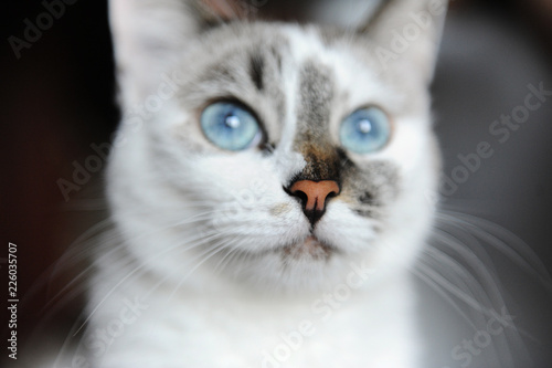 Close-up portrait of blue-eyed white cat with asymmetric color © sorocka