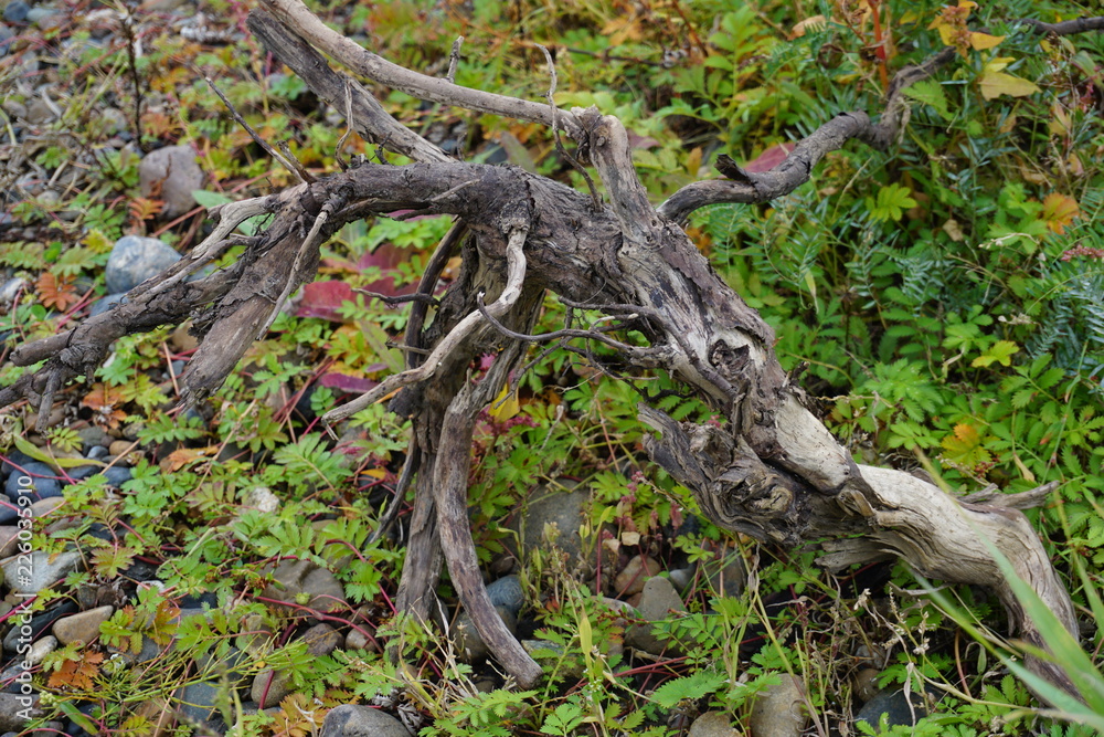 The caprice of nature is an old branch The caprice of nature is an old branch