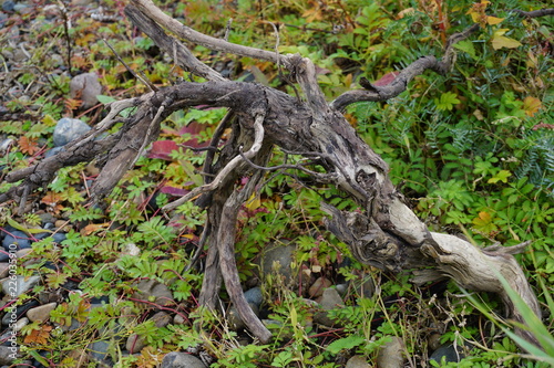 The caprice of nature is an old branch