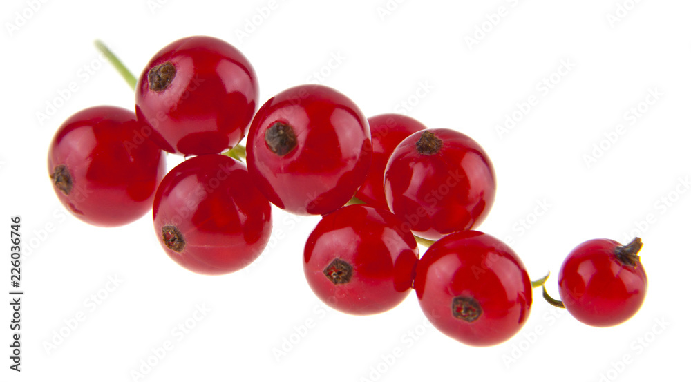 red, juicy, fresh currant isolated on white background