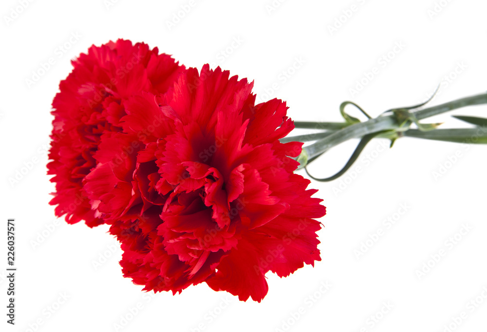 Carnation flowers isolated on white background Carnation flowers isolated on white background