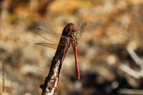 Rote Libelle photo