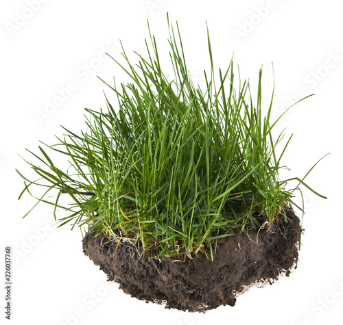 green grass in the ground isolated on white background