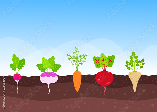 Vegetable garden with growing root-crops
