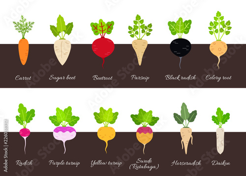 Collection of various growing root vegetables