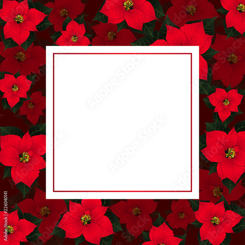 Red Poinsettia on Red Banne...