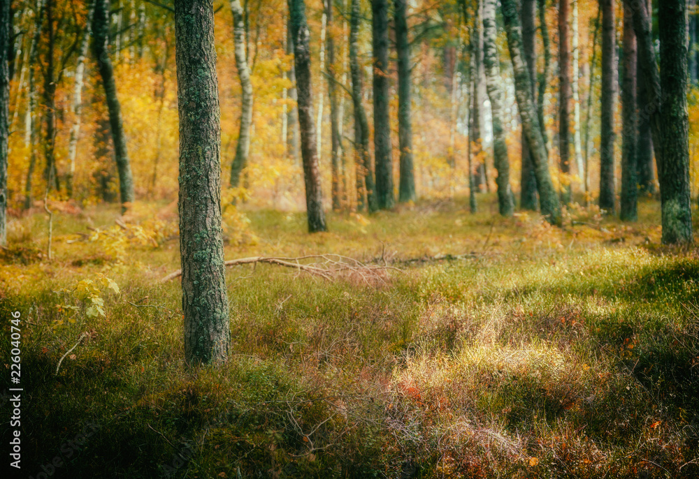 Fototapeta premium sunny forest