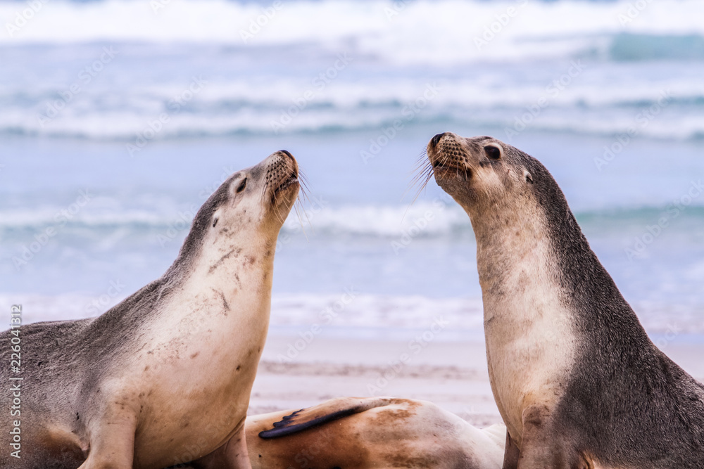 Naklejka premium Seals