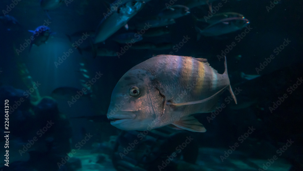 Fototapeta premium fish in aquarium