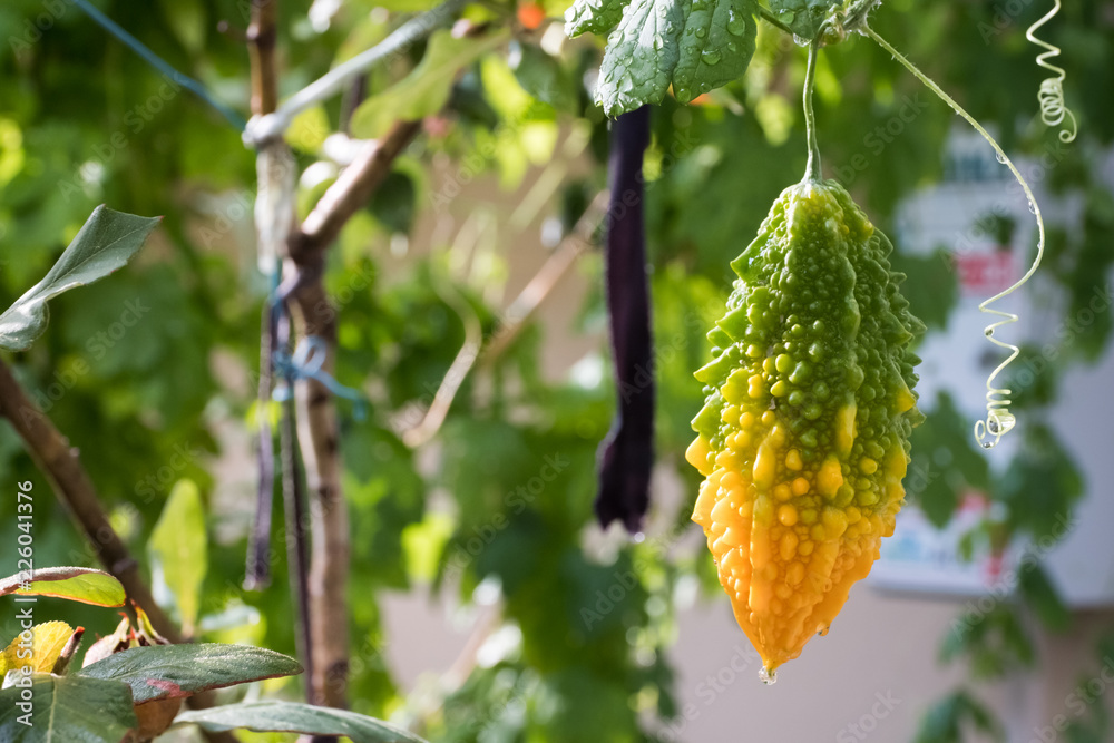 Half Green Half Orange Balsam Apple Half Green Half Orange Balsam Apple